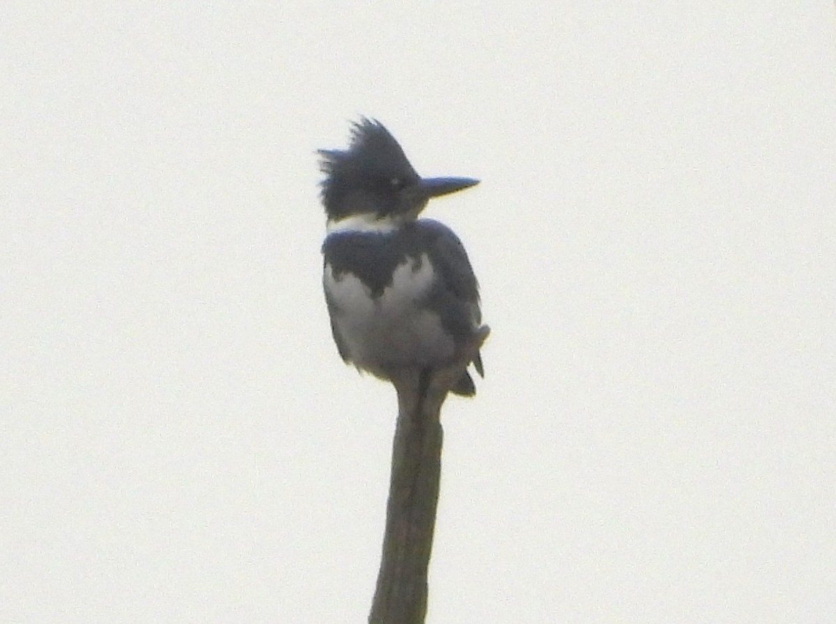 Belted Kingfisher - ML612610842