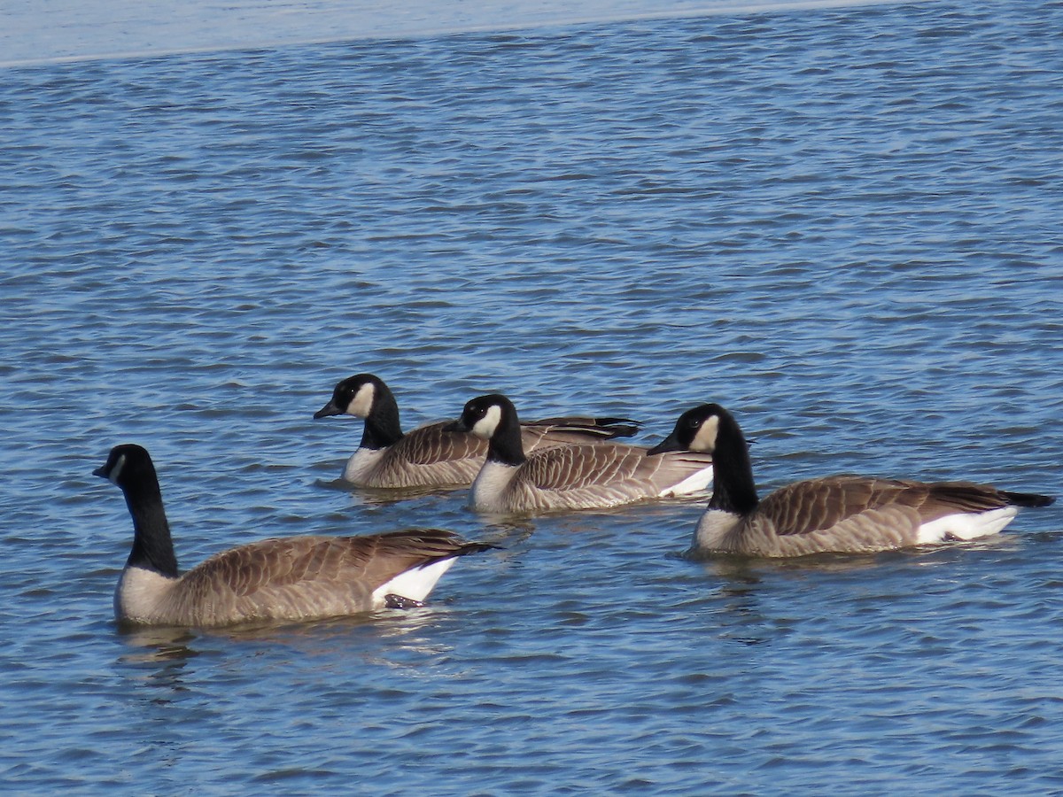 Cackling Goose - Bryant Olsen