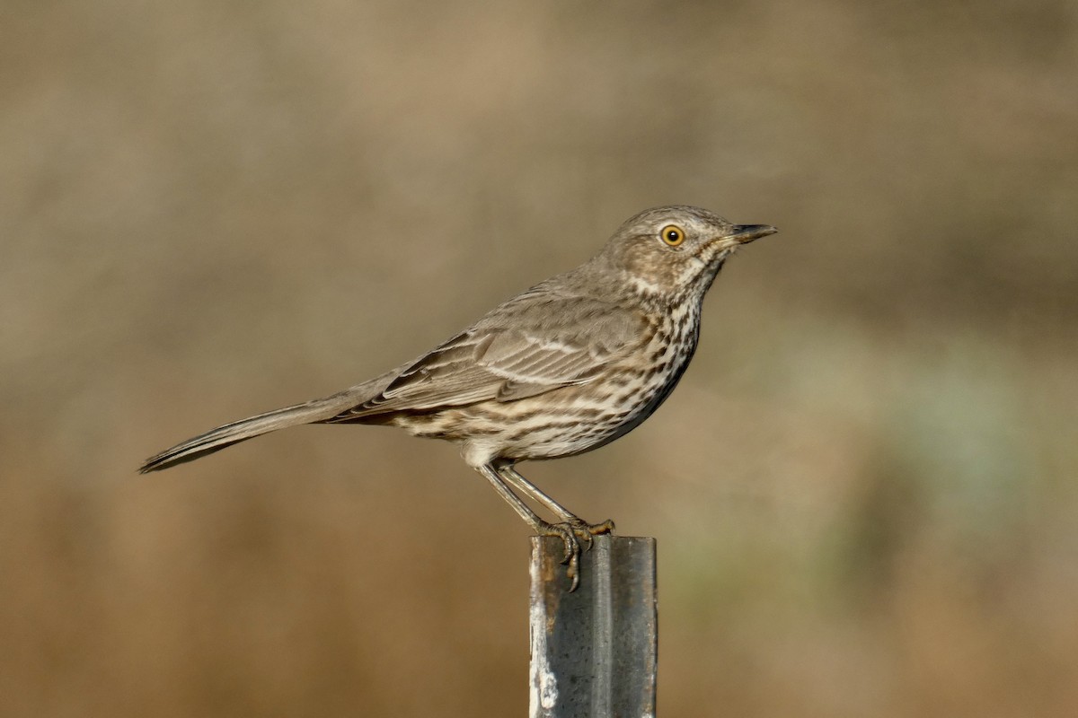 Sage Thrasher - ML612610928