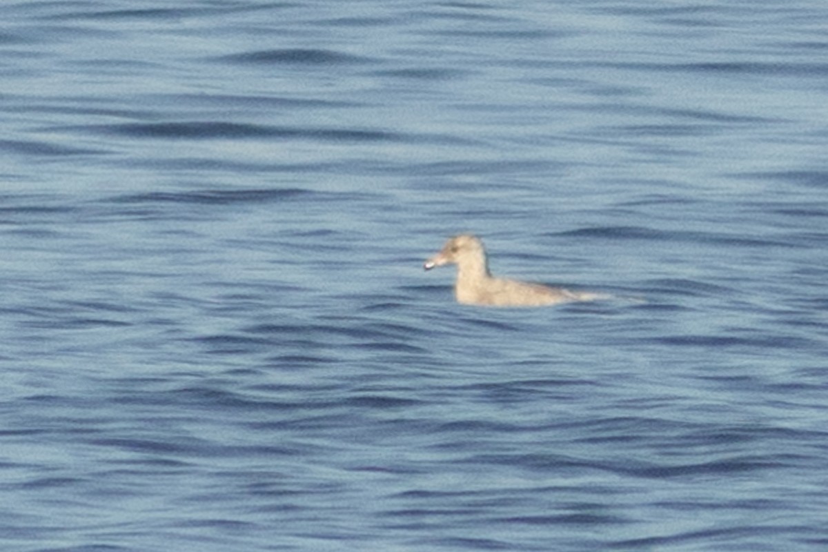 Glaucous x Glaucous-winged Gull (hybrid) - ML612610992