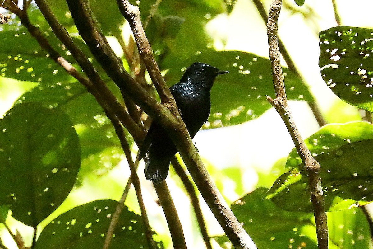 Natewa Silktail - Peter Kyne