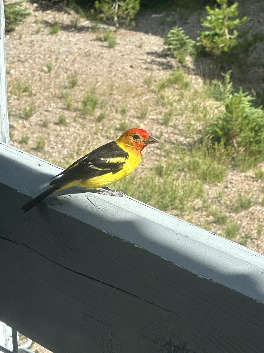 Western Tanager - ML612611045