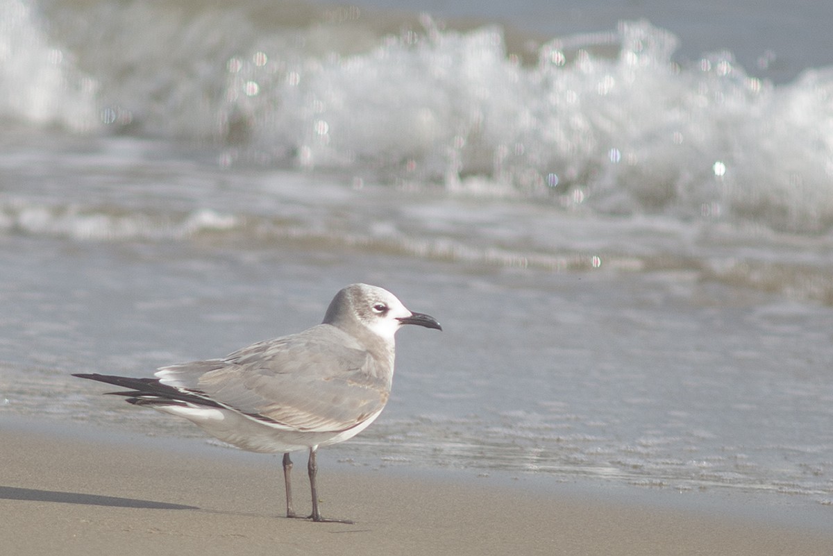 Laughing Gull - Bernardo Alps