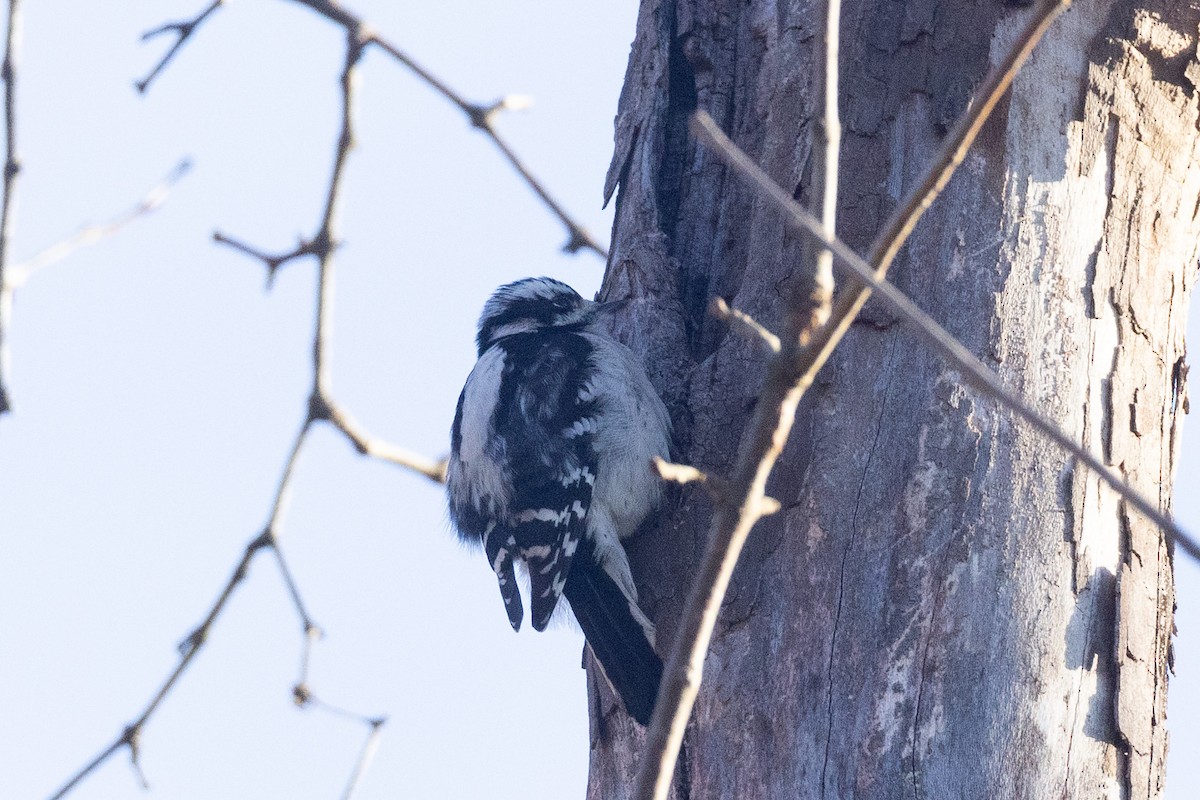 Downy Woodpecker - ML612611105