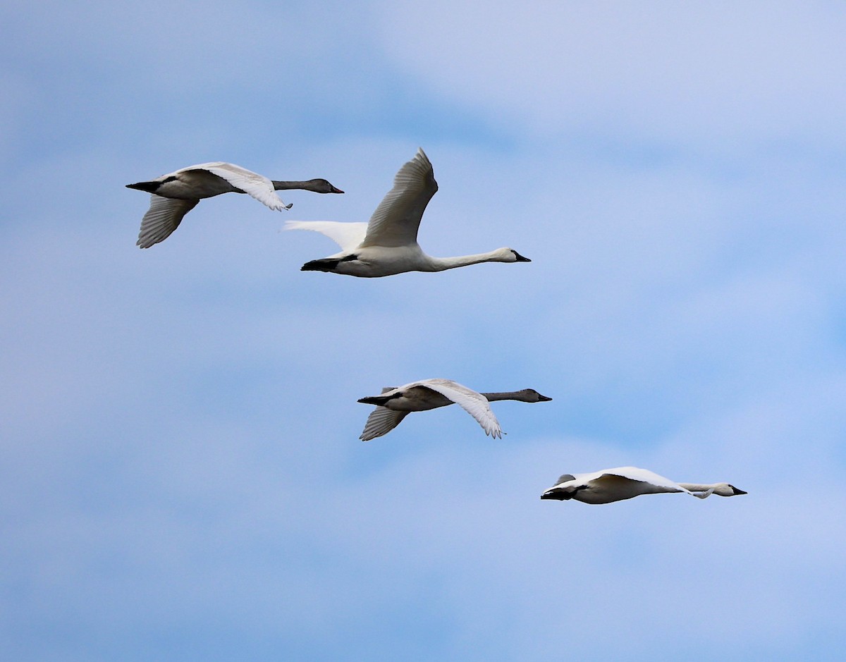 Tundra Swan - ML612611183