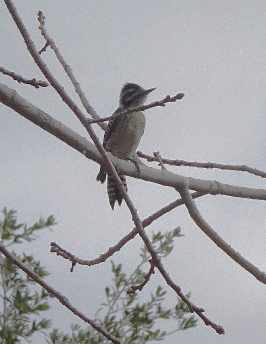 Ladder-backed Woodpecker - ML612611203