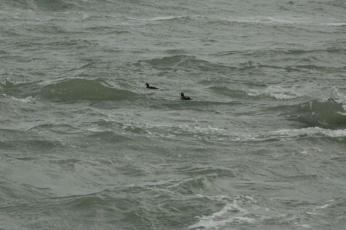 Harlequin Duck - ML612611237