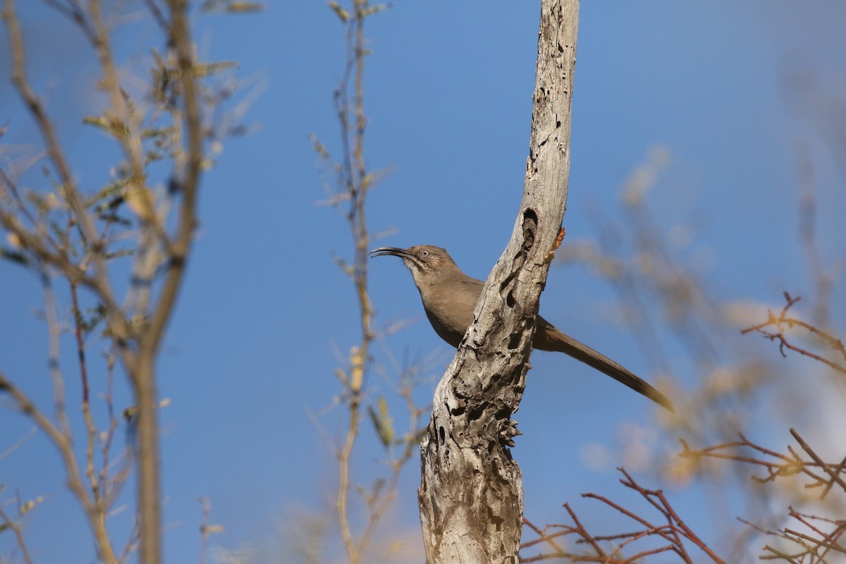 Crissal Thrasher - ML612611241