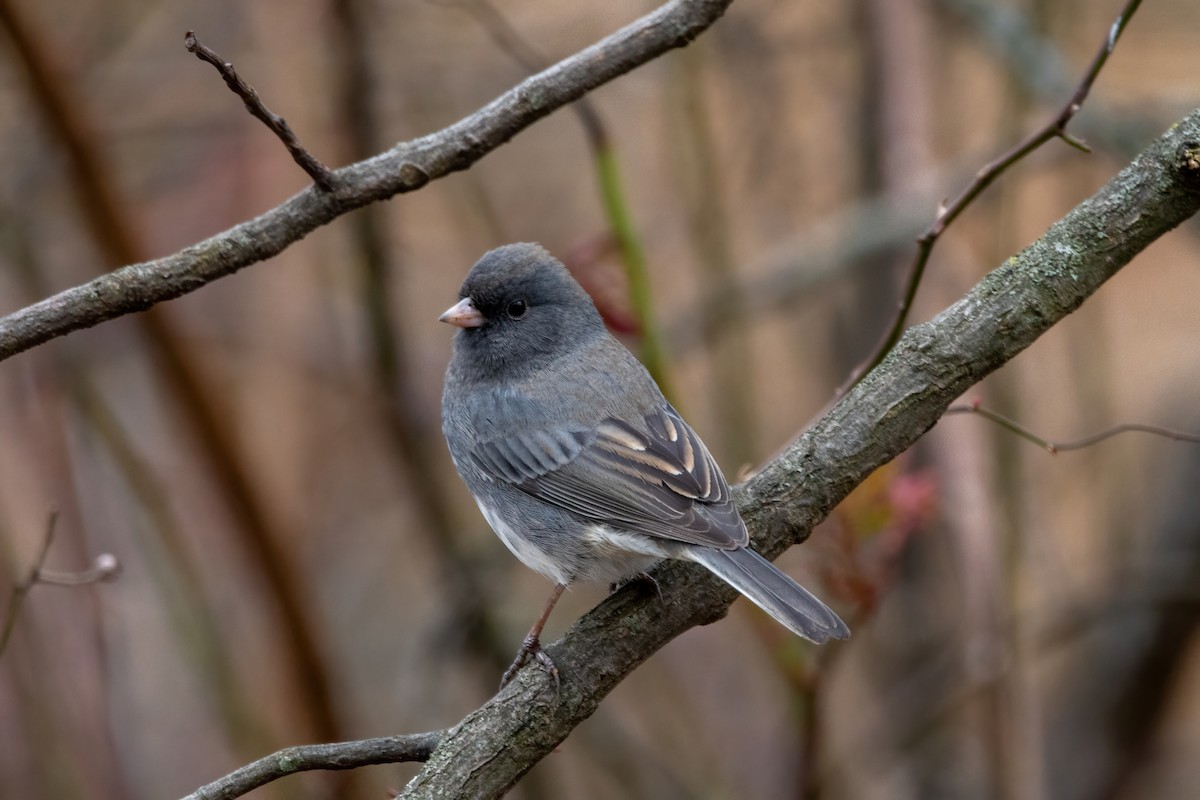 Dark-eyed Junco - ML612611248