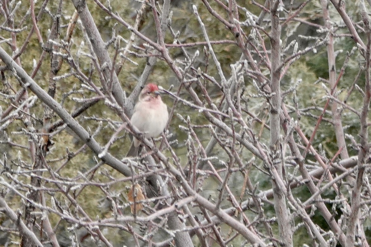 Cassin's Finch - ML612611250