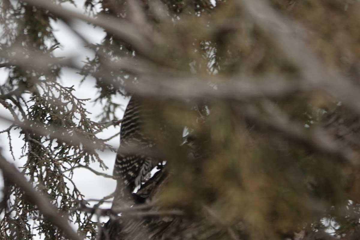 Williamson's Sapsucker - ML612611279