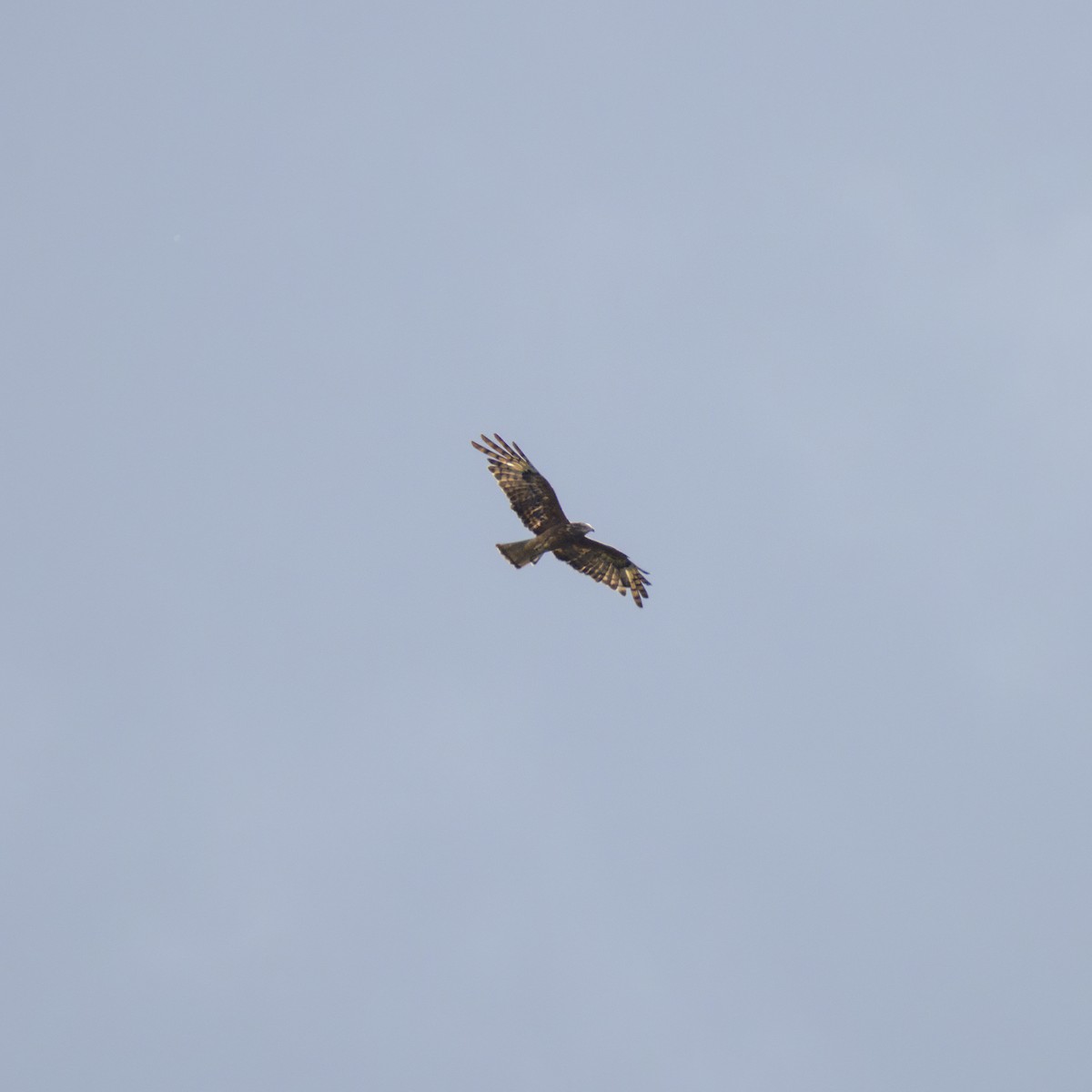 Square-tailed Kite - ML612611330