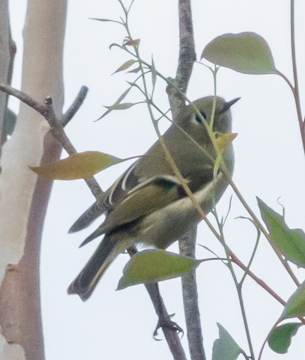 Ruby-crowned Kinglet - ML612611417