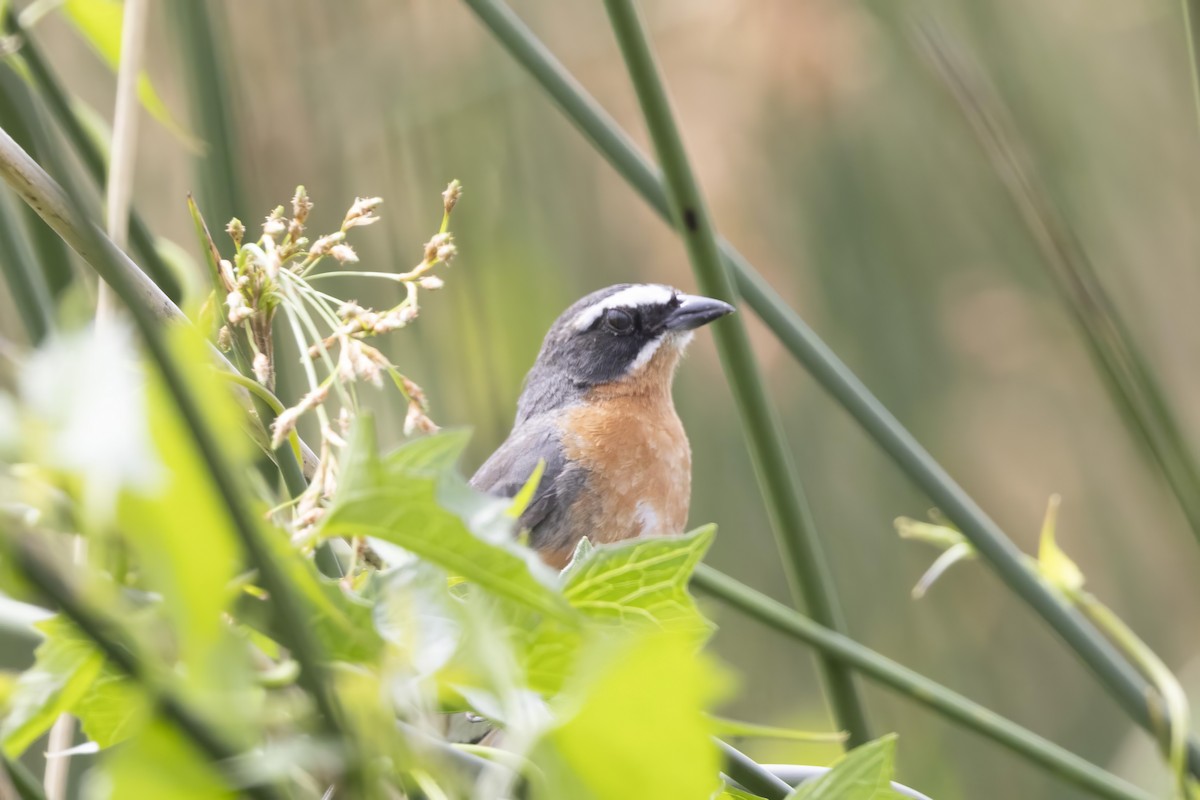 Black-and-rufous Warbling Finch - ML612611493