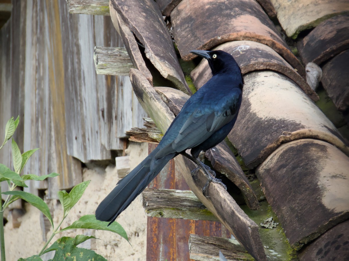 Great-tailed Grackle - ML612611565