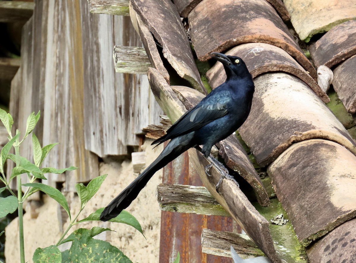 Great-tailed Grackle - ML612611567