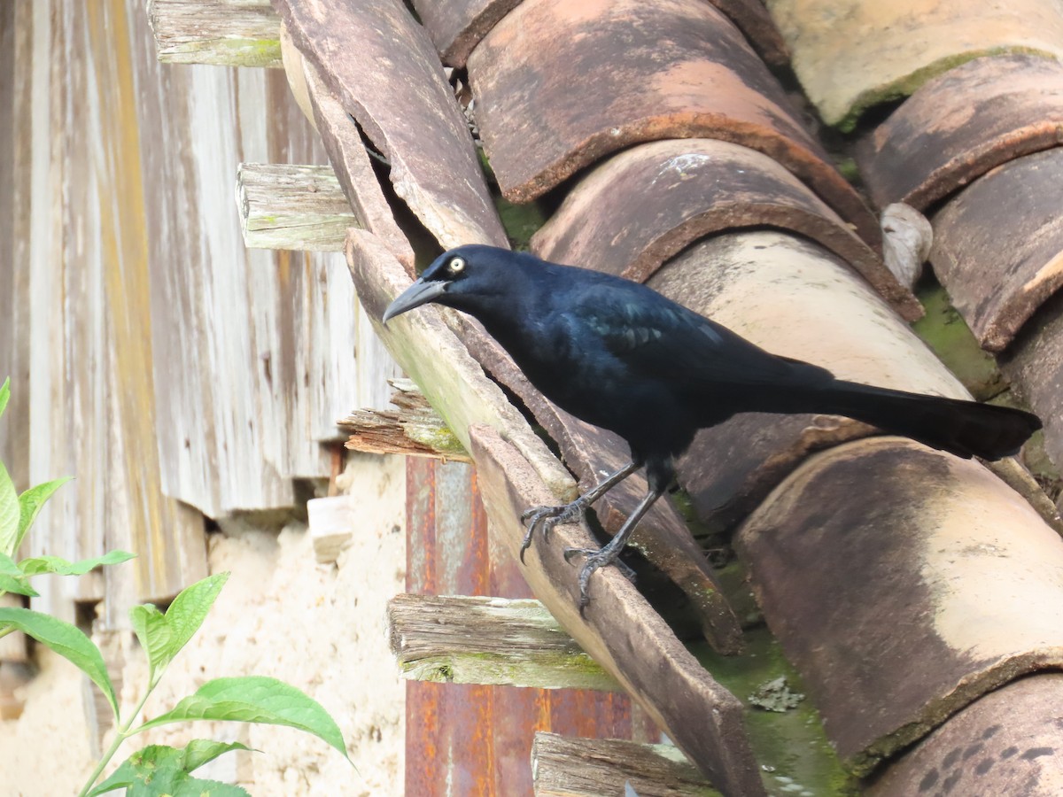 Great-tailed Grackle - Romel Romero