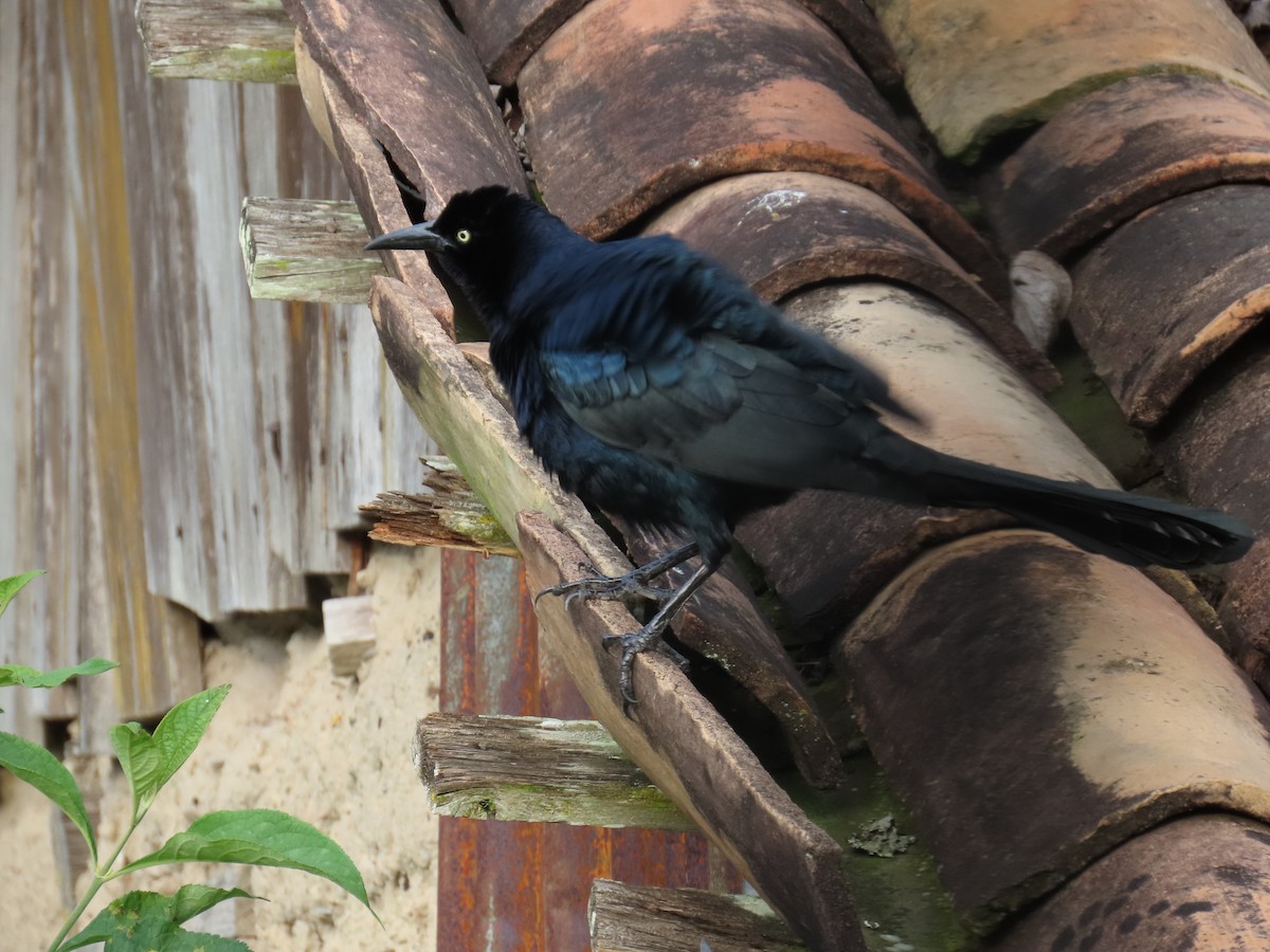 Great-tailed Grackle - ML612611570