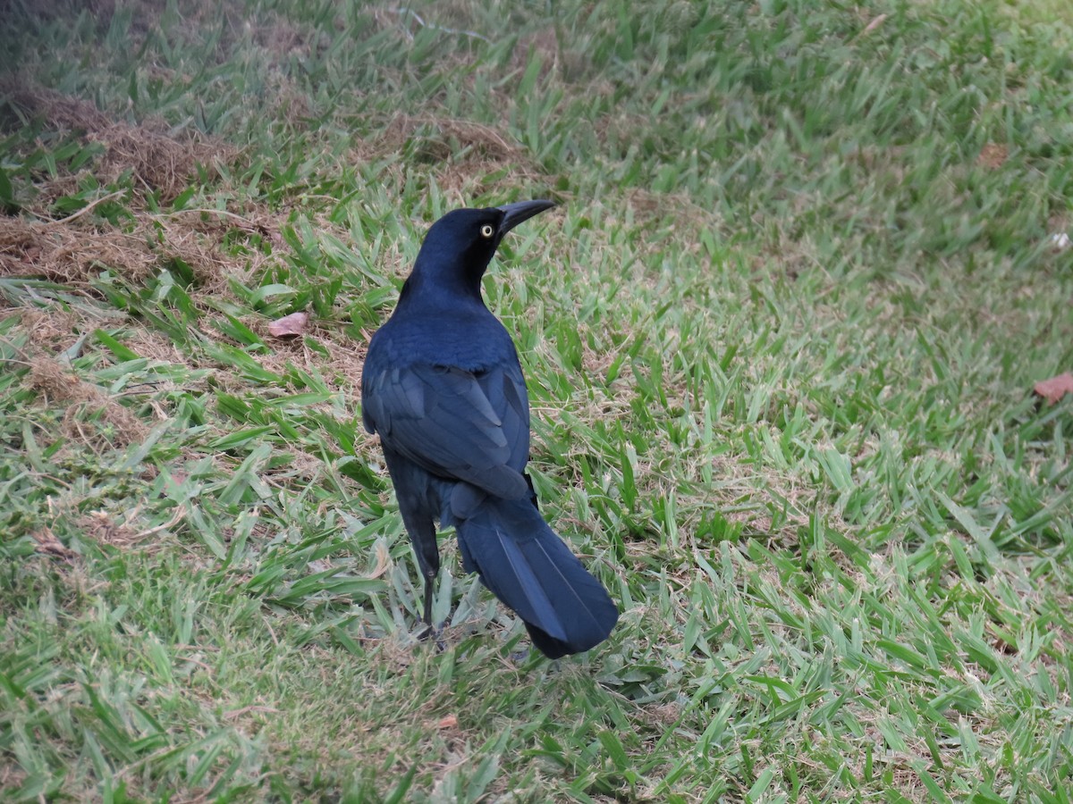 Great-tailed Grackle - ML612611573