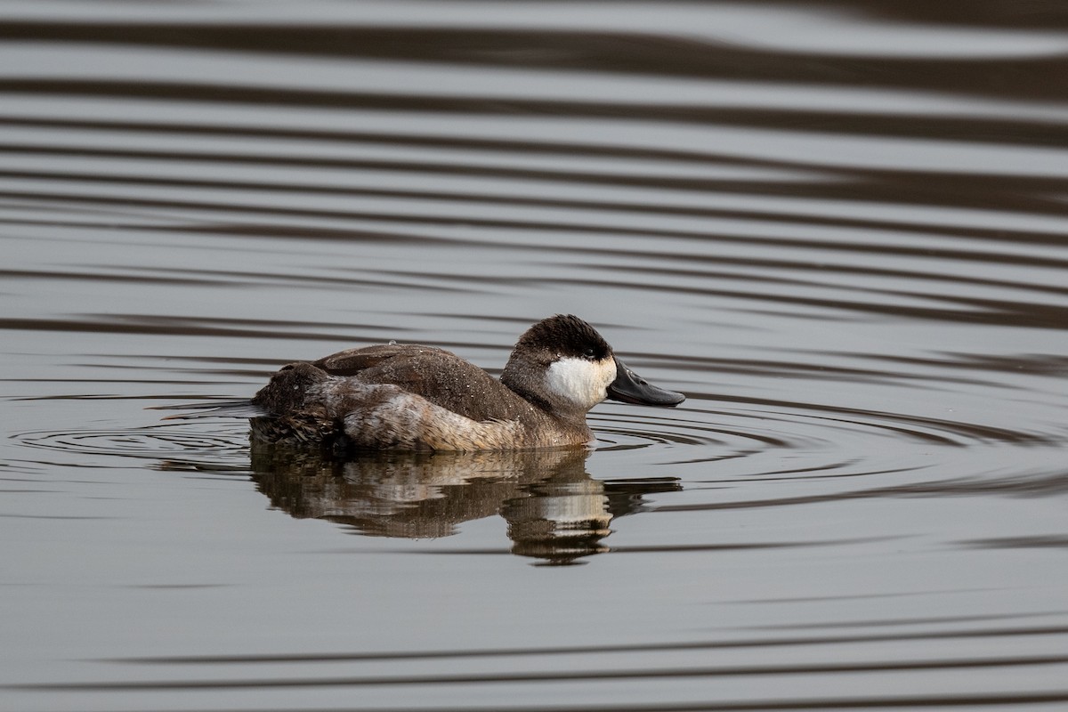 Ruddy Duck - Court Harding