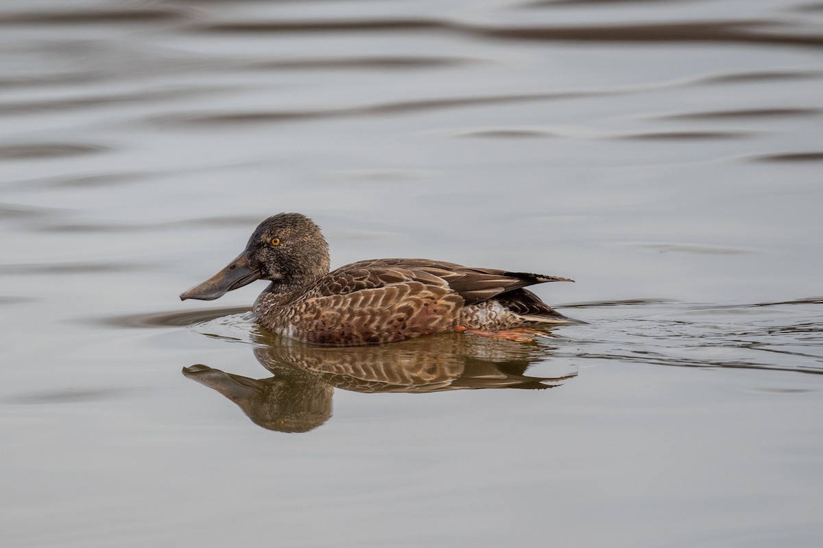 Northern Shoveler - Court Harding