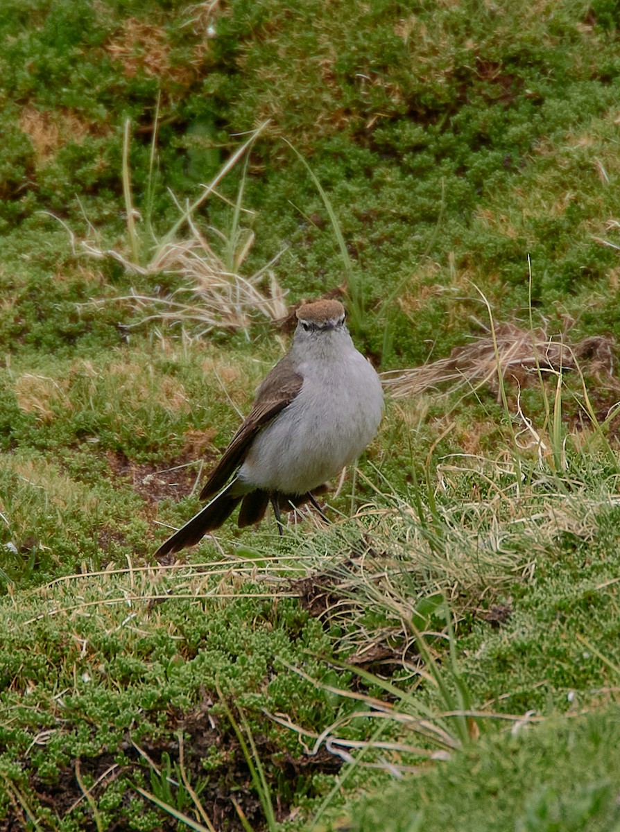 White-browed Ground-Tyrant - Angélica  Abarca