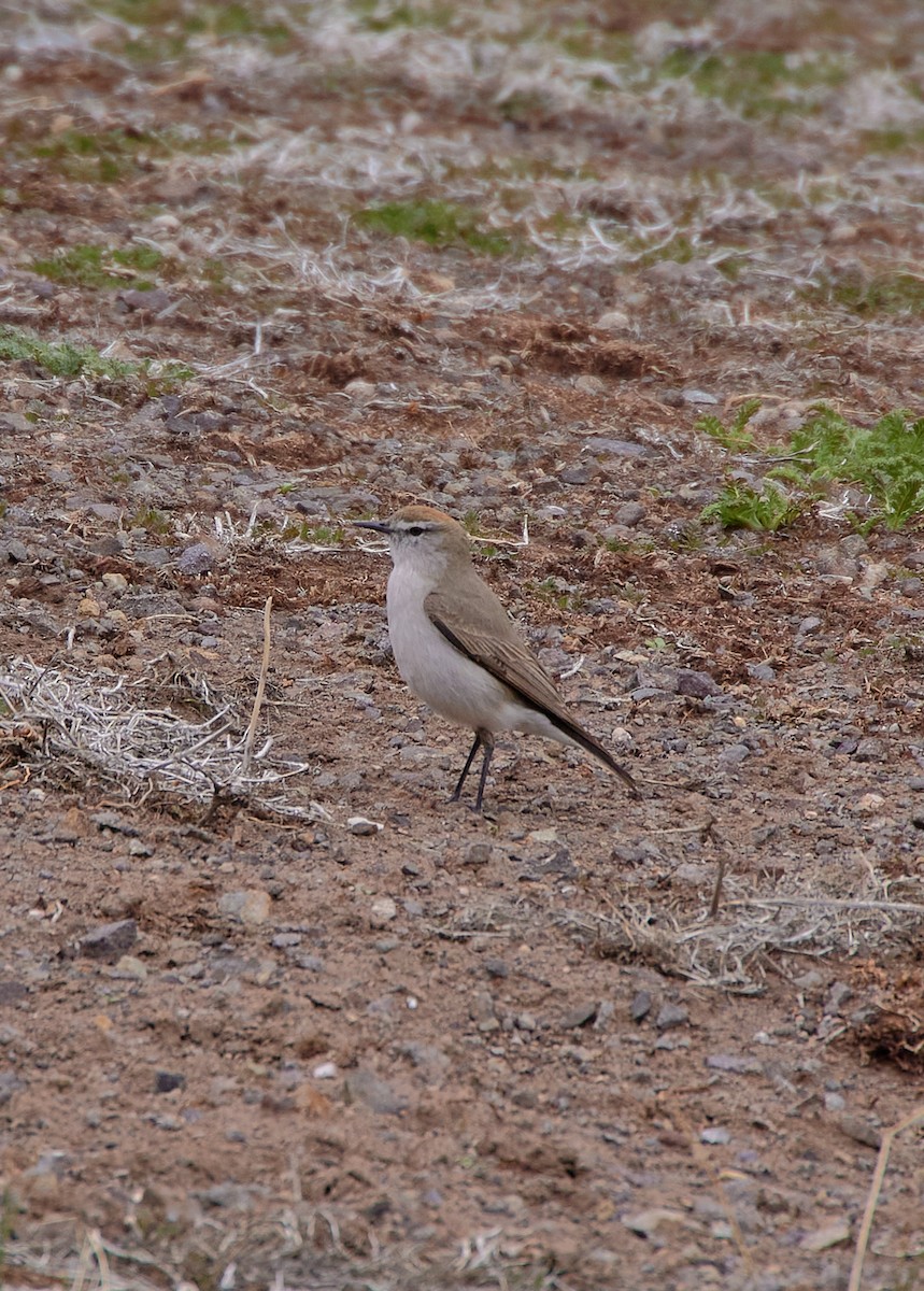 White-browed Ground-Tyrant - Angélica  Abarca