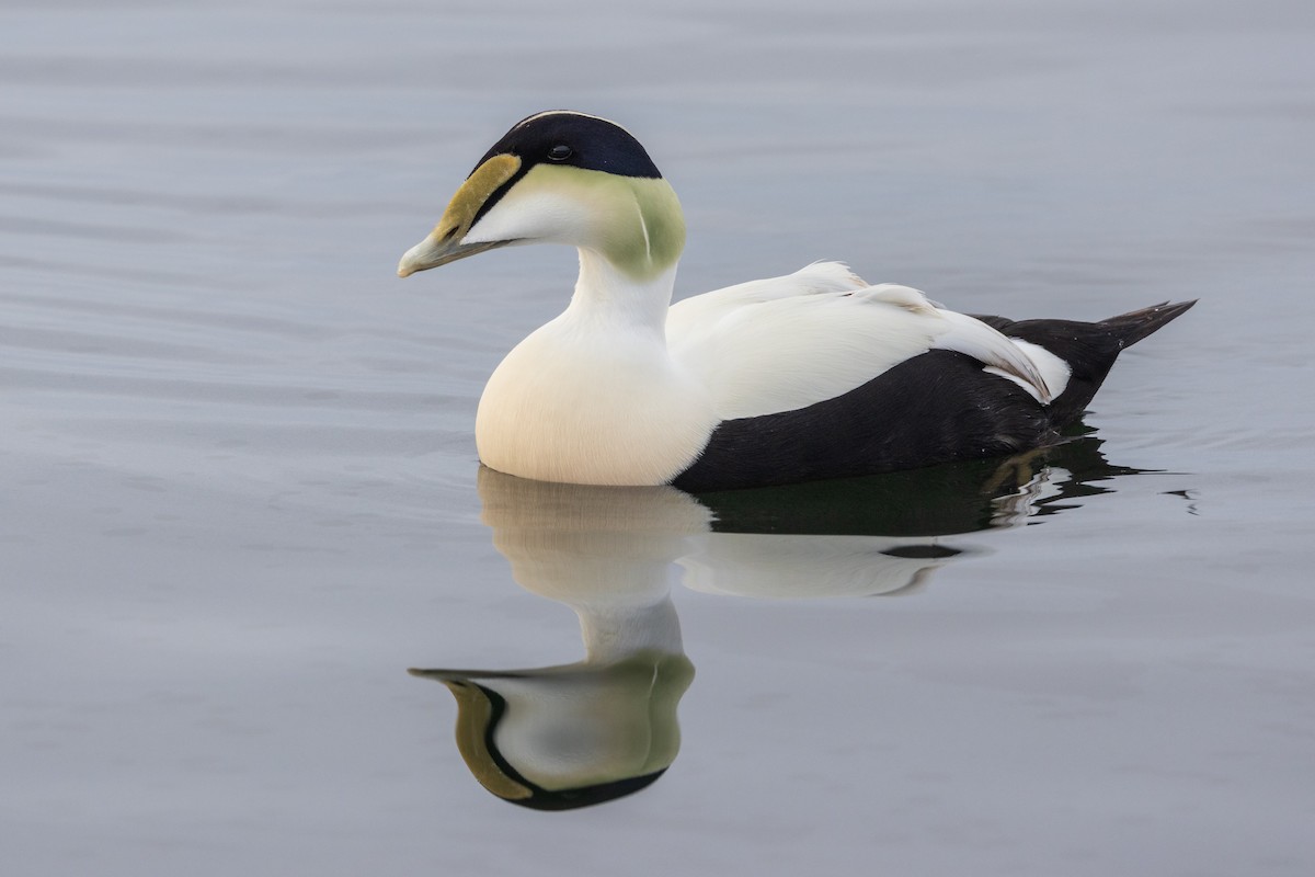 Common Eider - ML612611885