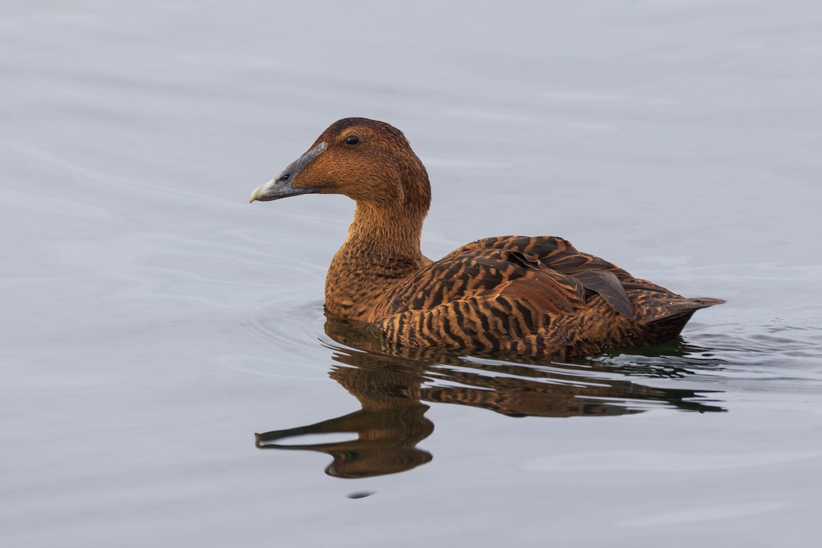 Common Eider - ML612611886