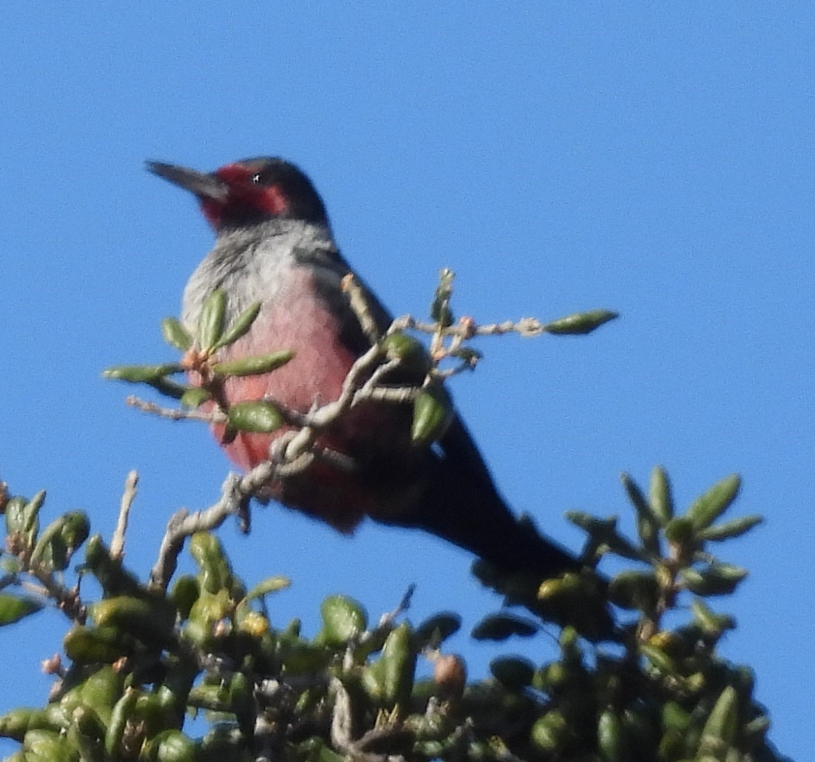 Lewis's Woodpecker - ML612611925