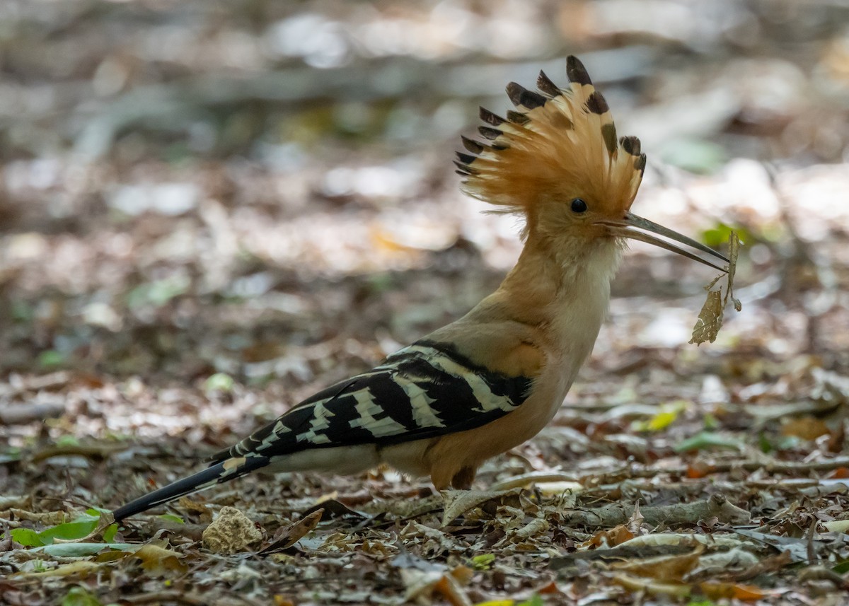 Madagascar Hoopoe - ML612612004