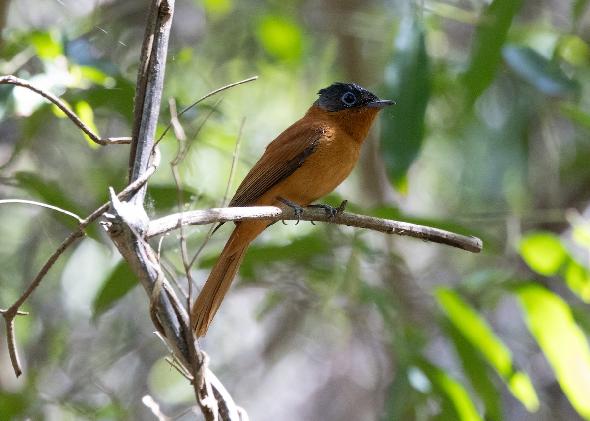 Malagasy Paradise-Flycatcher - ML612612021