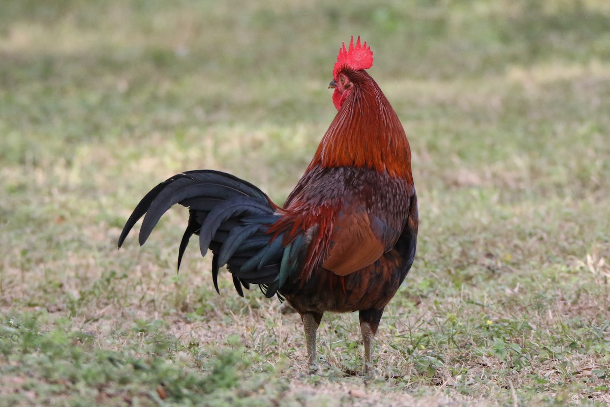 Red Junglefowl (Domestic type) - ML612612048