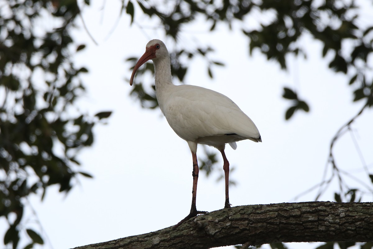 White Ibis - ML612612051