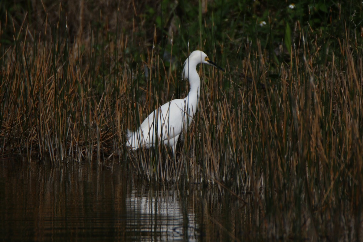 Snowy Egret - ML612612053