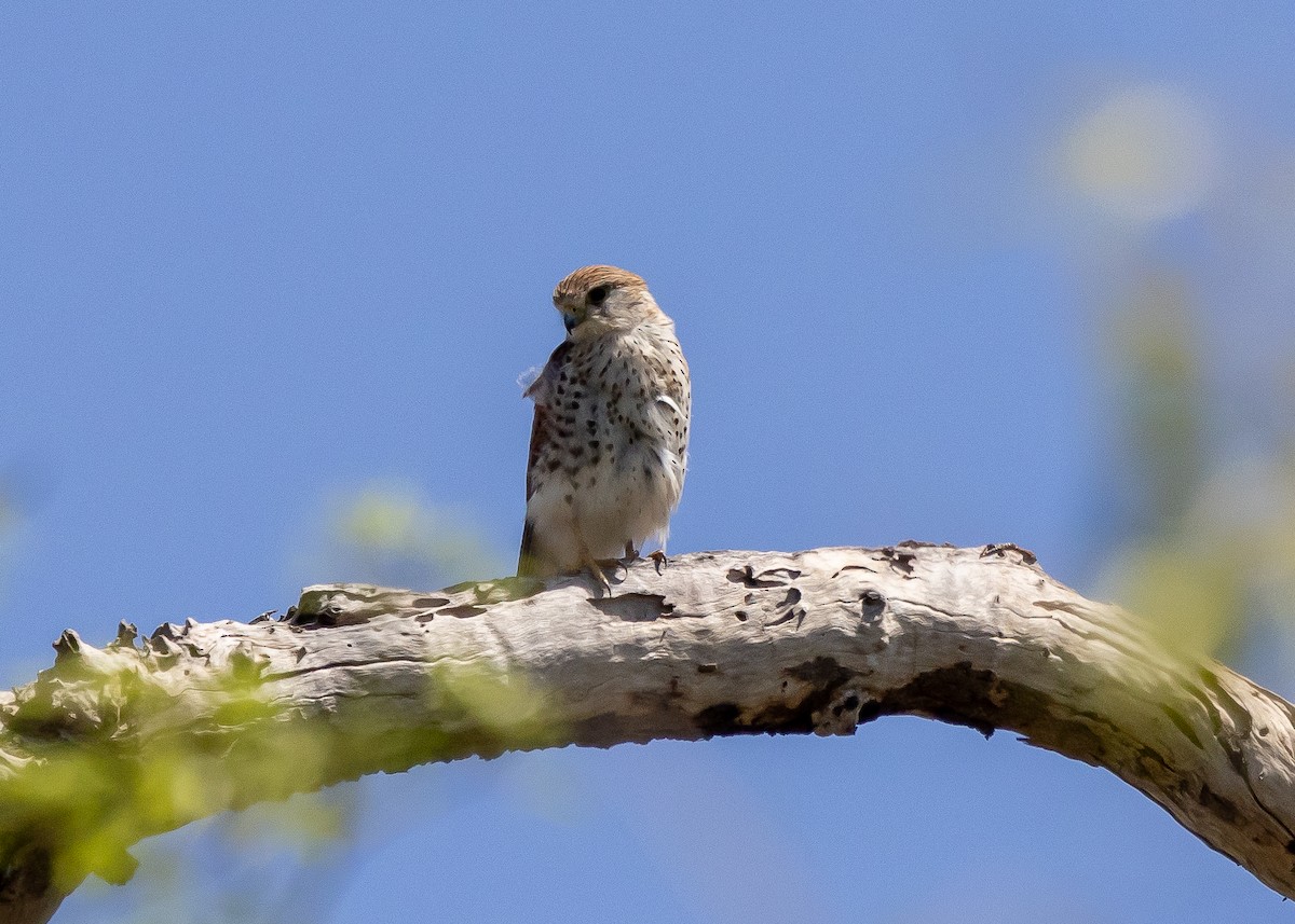 Malagasy Kestrel - Ian Burgess