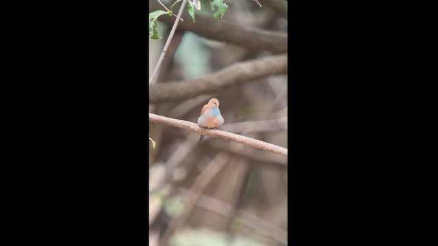 Red-cheeked Cordonbleu - ML612612126