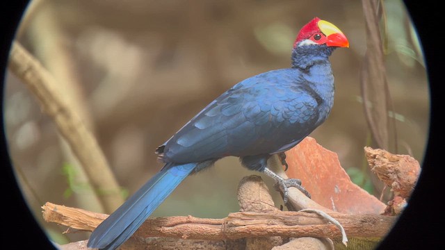 Turaco Violáceo - ML612612157