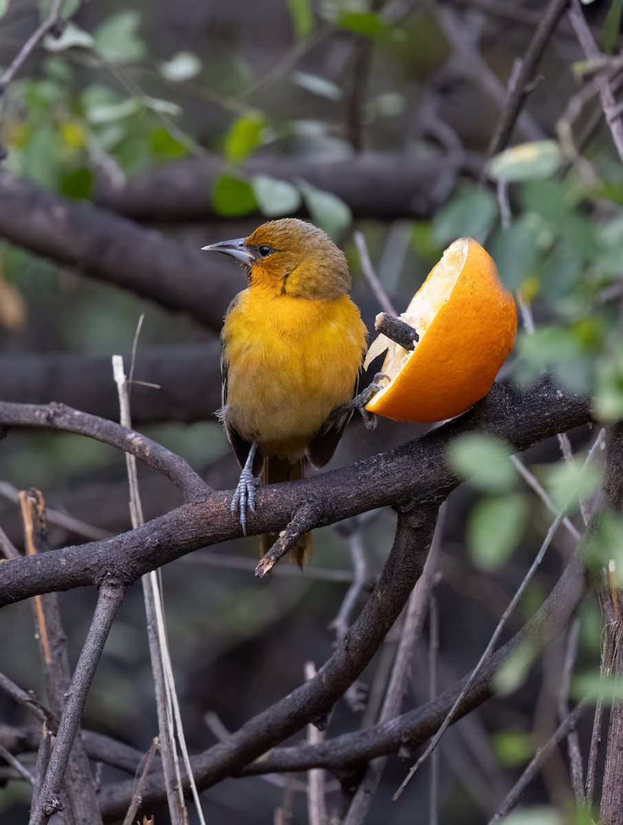 Oriole à dos rayé (groupe pustulatus) - ML612612216