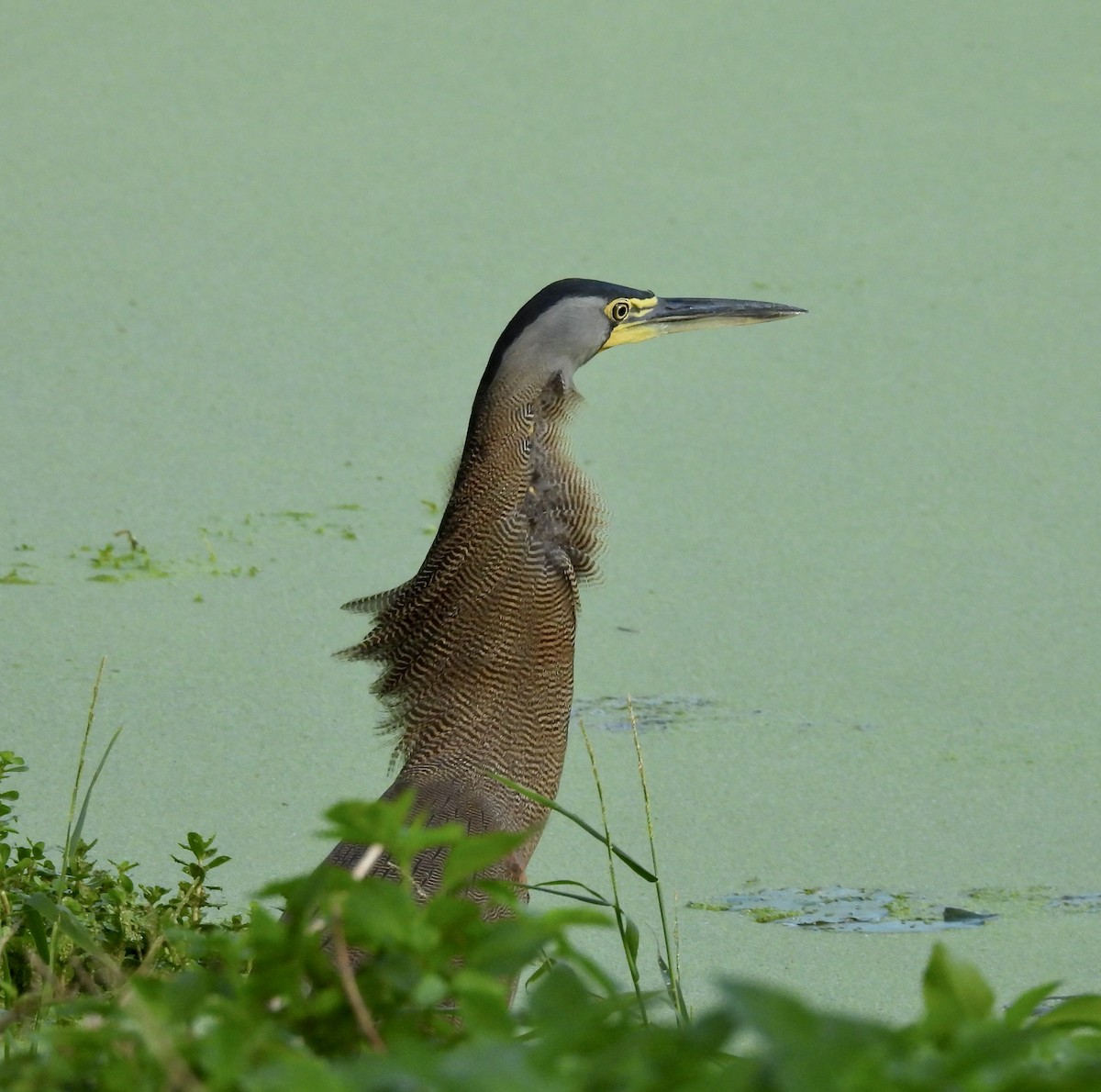 Bare-throated Tiger-Heron - Chris Huffstickler