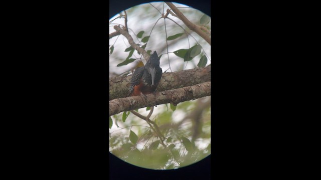 Giant Kingfisher - ML612612320
