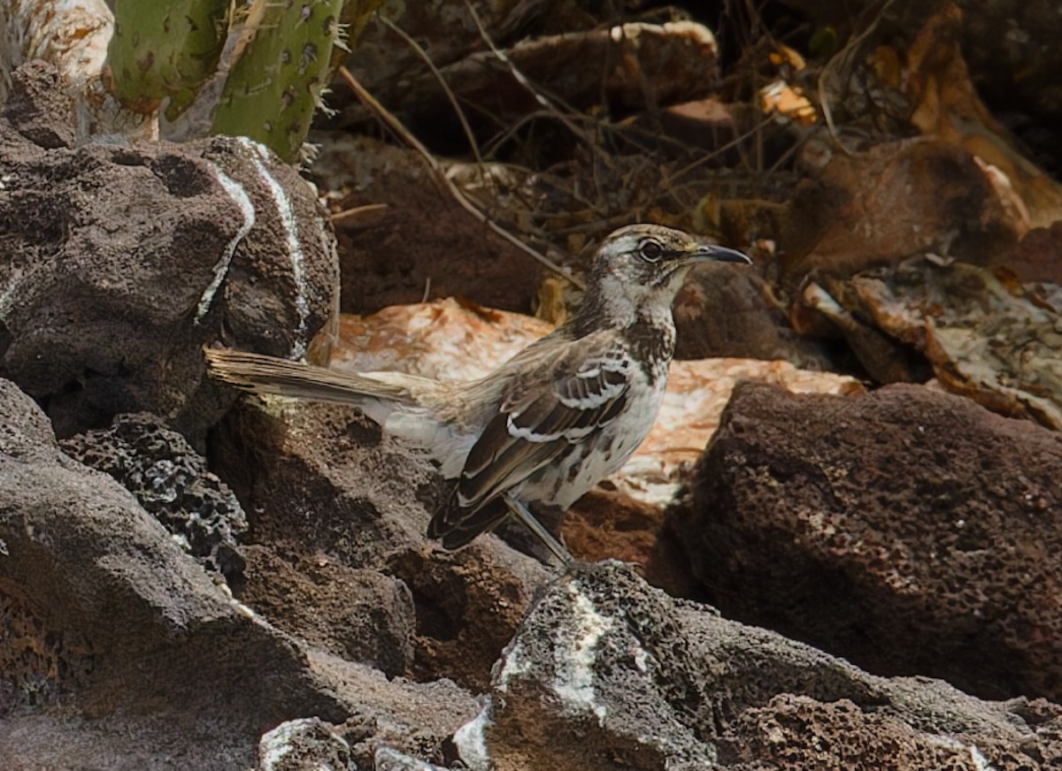 Floreana Mockingbird - Brandon Best