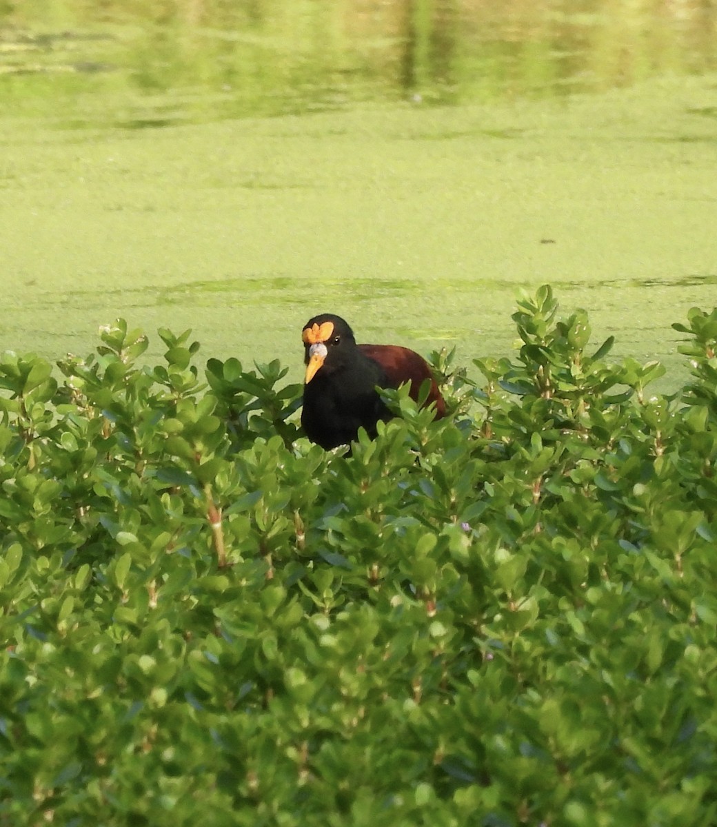 Northern Jacana - Chris Huffstickler