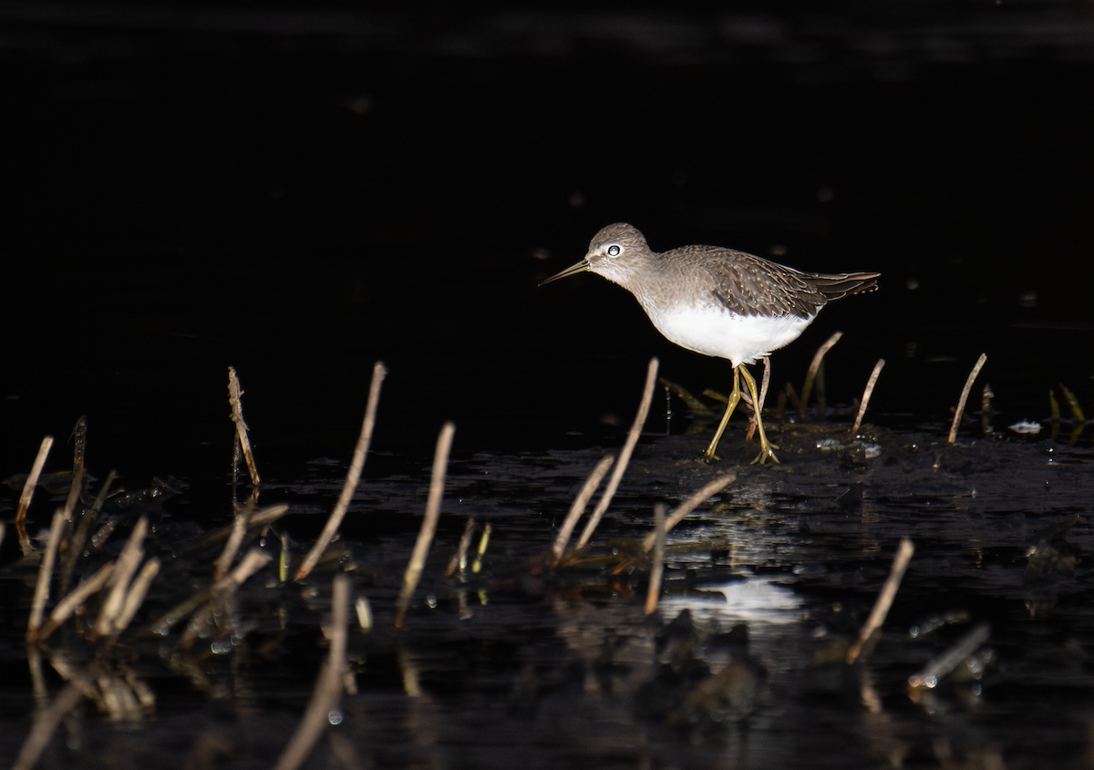 Solitary Sandpiper - ML612612447