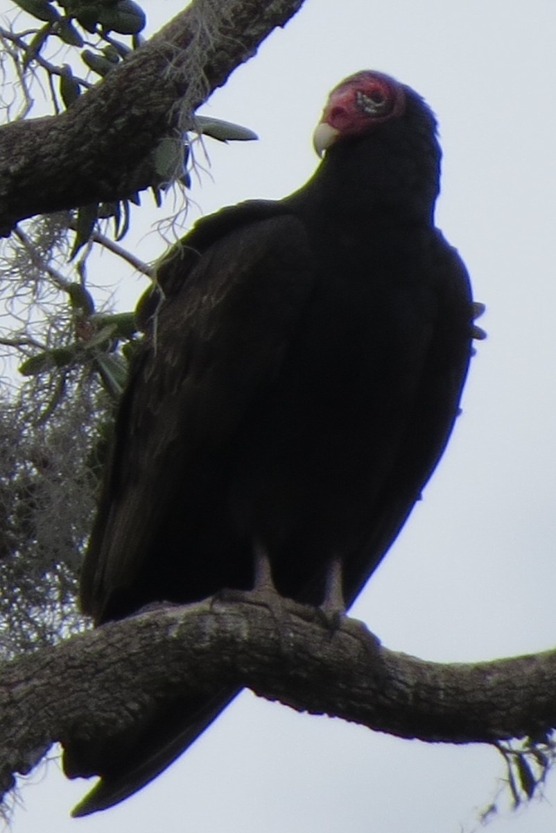 Turkey Vulture - ML612612512