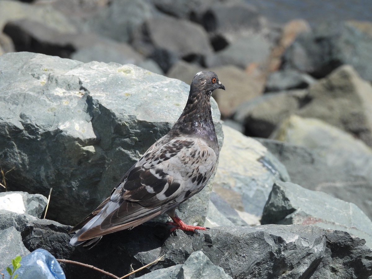Rock Pigeon (Feral Pigeon) - ML612612516
