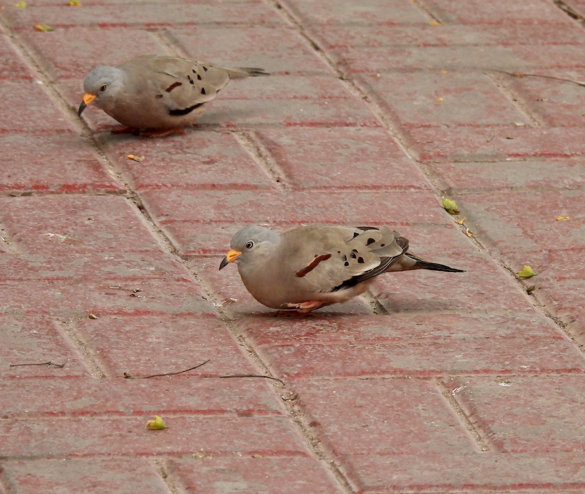 Croaking Ground Dove - Chris Huffstickler