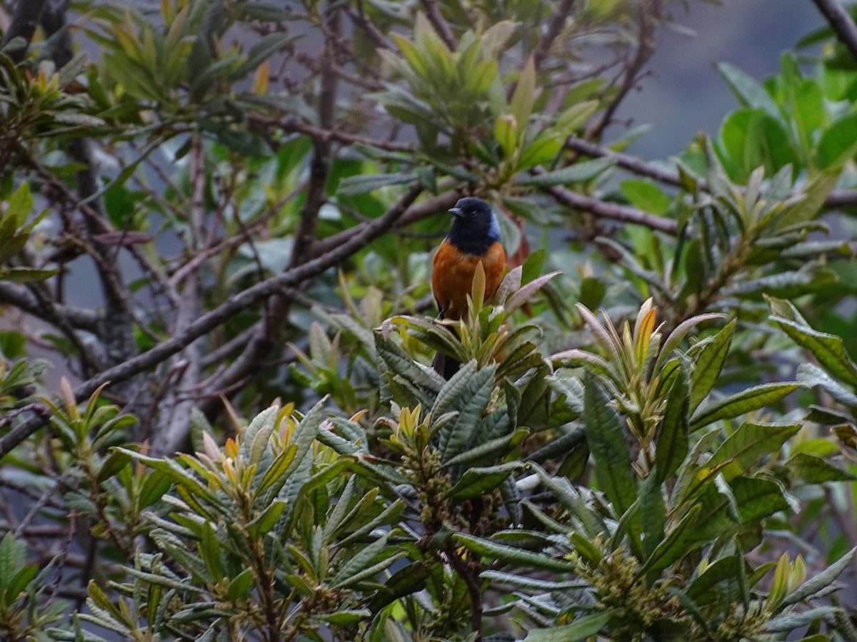 Blue-backed Conebill - ML612612663