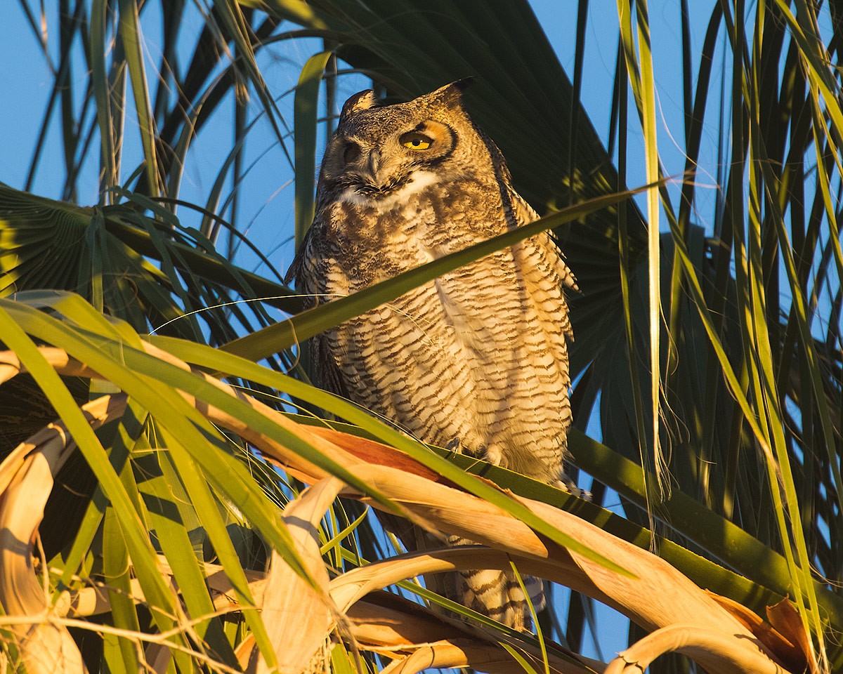 Great Horned Owl - Doug Backlund