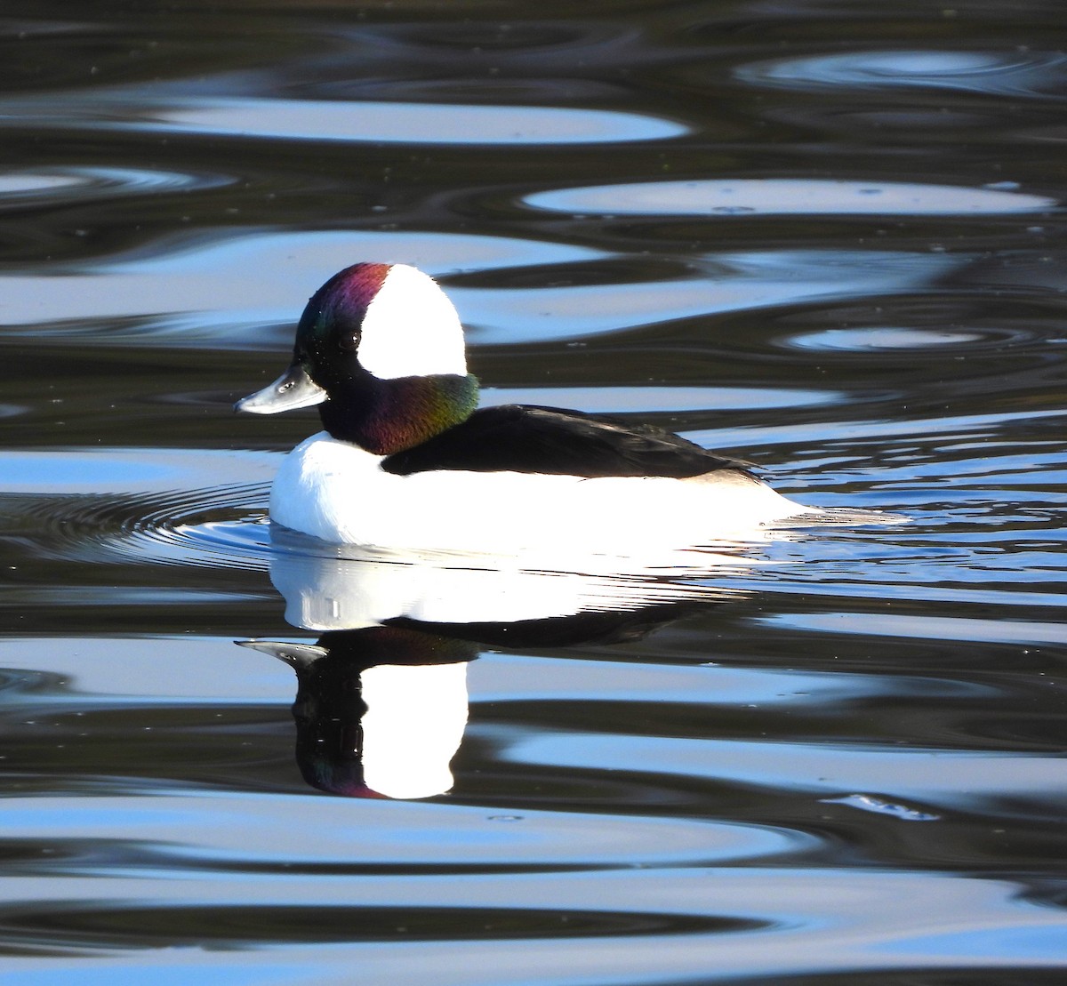 Bufflehead - Lynn Scarlett